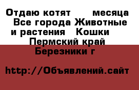 Отдаю котят. 1,5 месяца - Все города Животные и растения » Кошки   . Пермский край,Березники г.